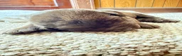 Labrador Retriever dogs for sale: Labrador Retriever Puppy 1 - Ad 1