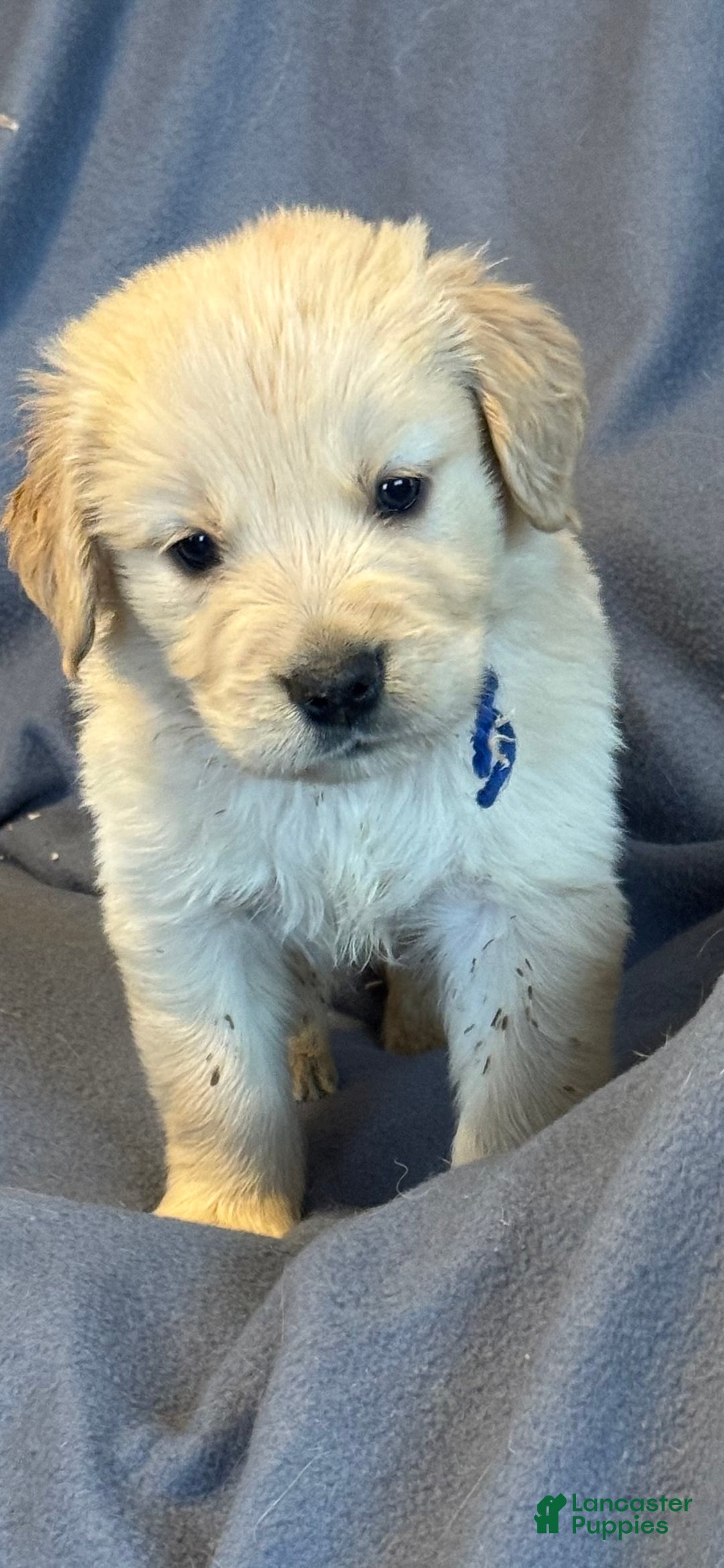 Golden Retriever dogs for sale: Golden Retriever Puppy 1 - Ad 1
