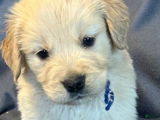 Golden Retriever dogs Golden Retriever Puppy 1 - Ad 5