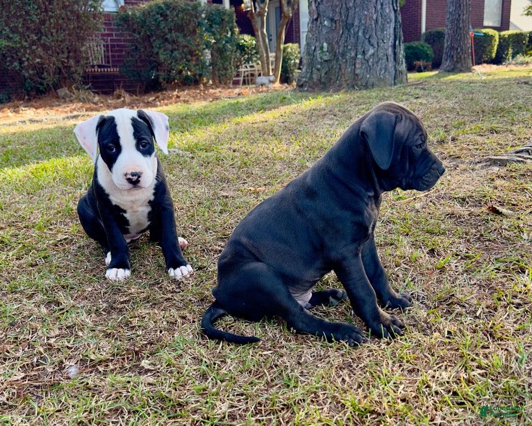 American Pit Bull Terrier dogs for sale: Bella - Ad 13