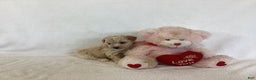 Maltipoo dogs for sale: Candy - Ad 5