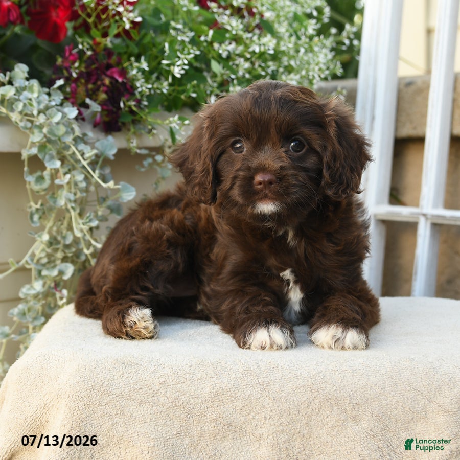 Cavapoo dogs Ava  - Ad 2