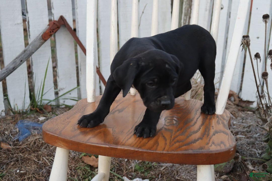Cane Corso dogs for sale: Belinda - Ad 1