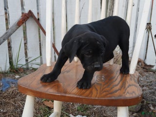 Cane Corso dogs Belinda - Ad 7