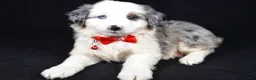 Mini Aussiedoodle dogs for sale: Wiggles - Ad 6