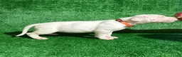 Dogo Argentino dogs for sale: Orange female - Ad 2