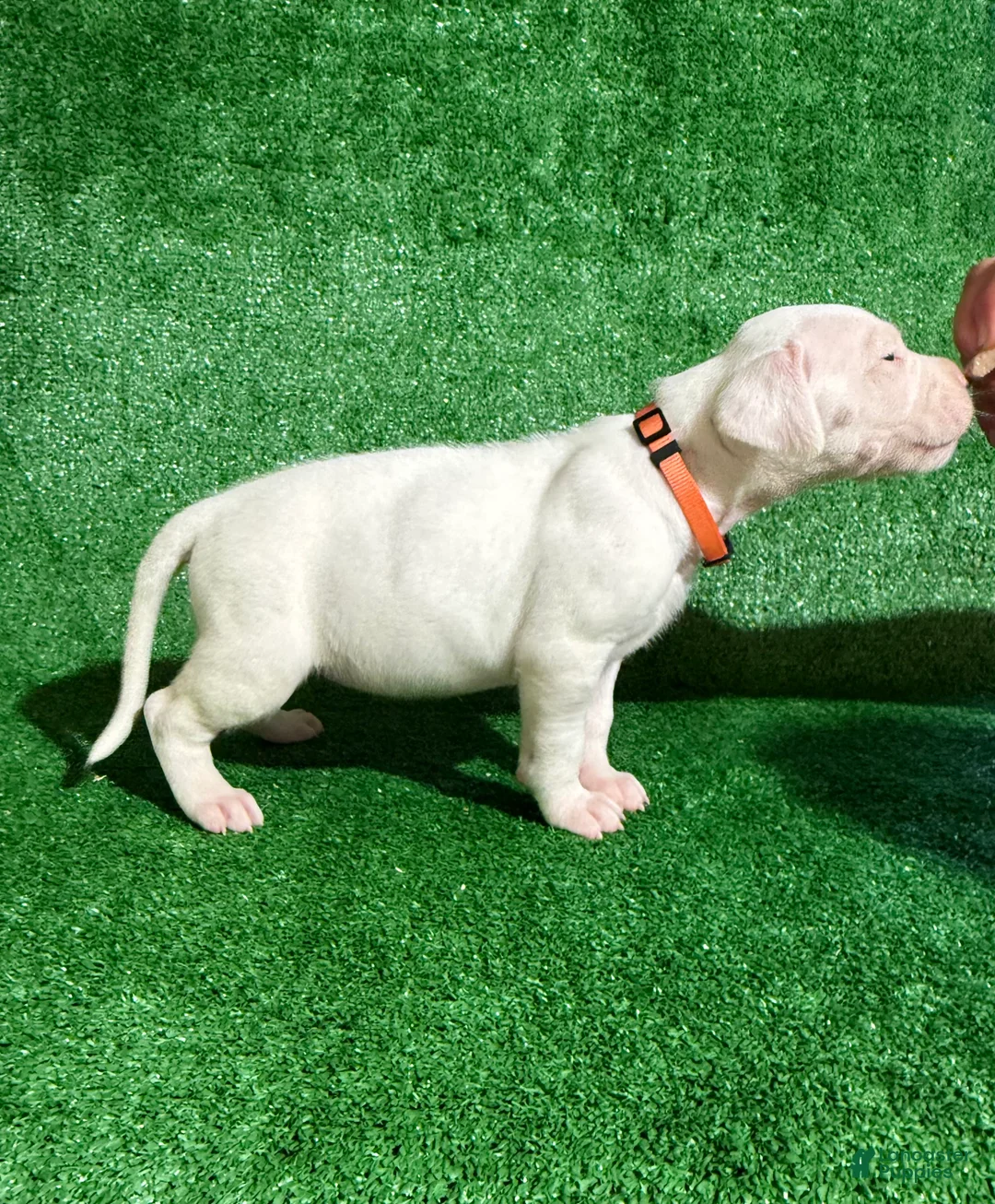 Dogo Argentino dogs for sale: Orange female - Ad 2