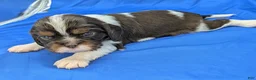 Cavalier King Charles Spaniel dogs for sale: Chocolate tri girl ❤️ - Ad 5