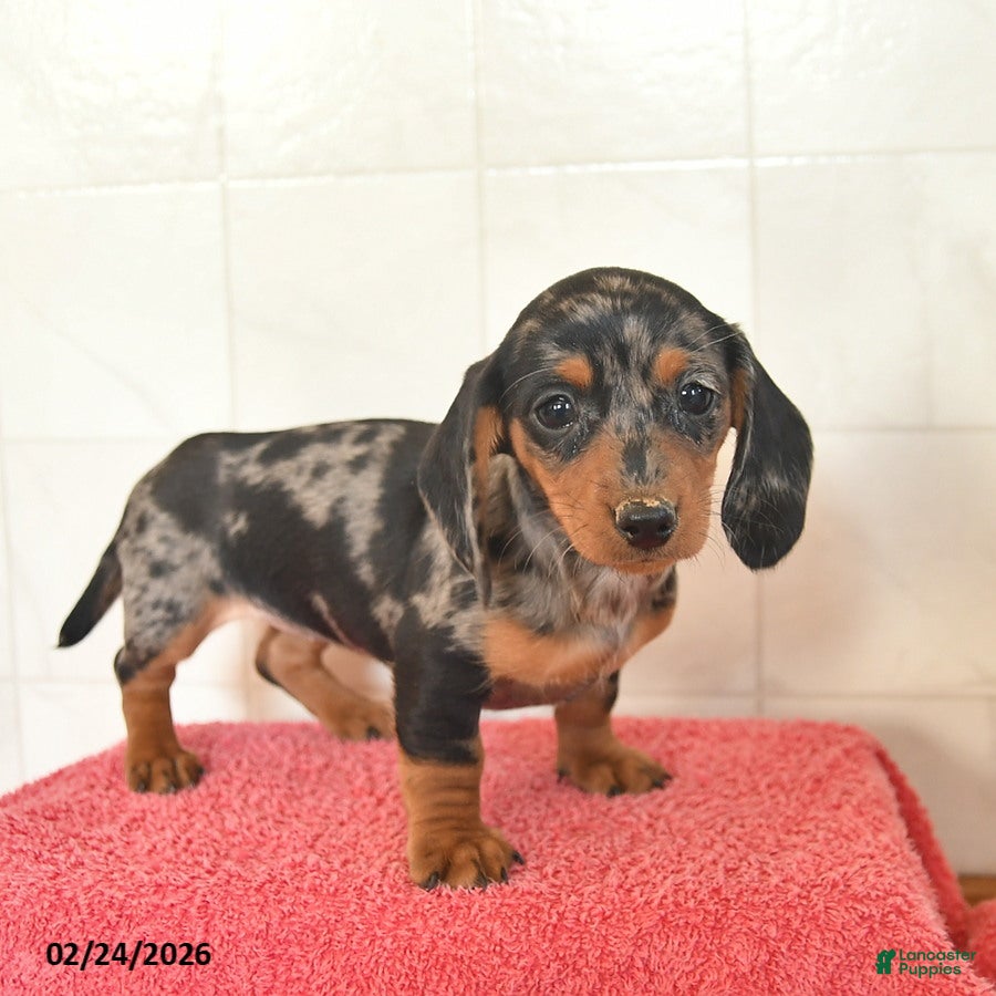 Miniature Dachshund dogs Fawn - Ad 2