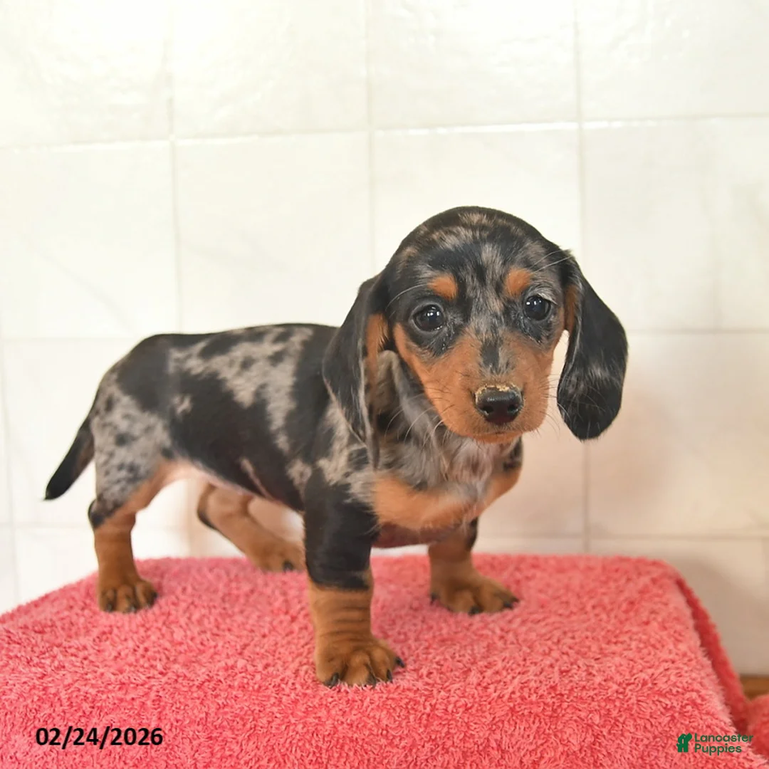 Miniature Dachshund dogs for sale: Fawn - Ad 2