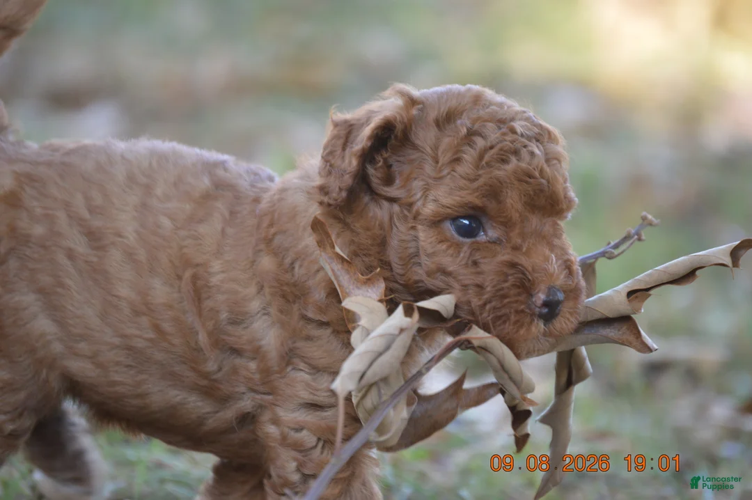 Miniature Poodle dogs for sale: Chocolate - Ad 1