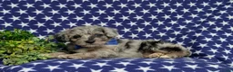 Corgipoo dogs for sale: Dalton - Ad 6