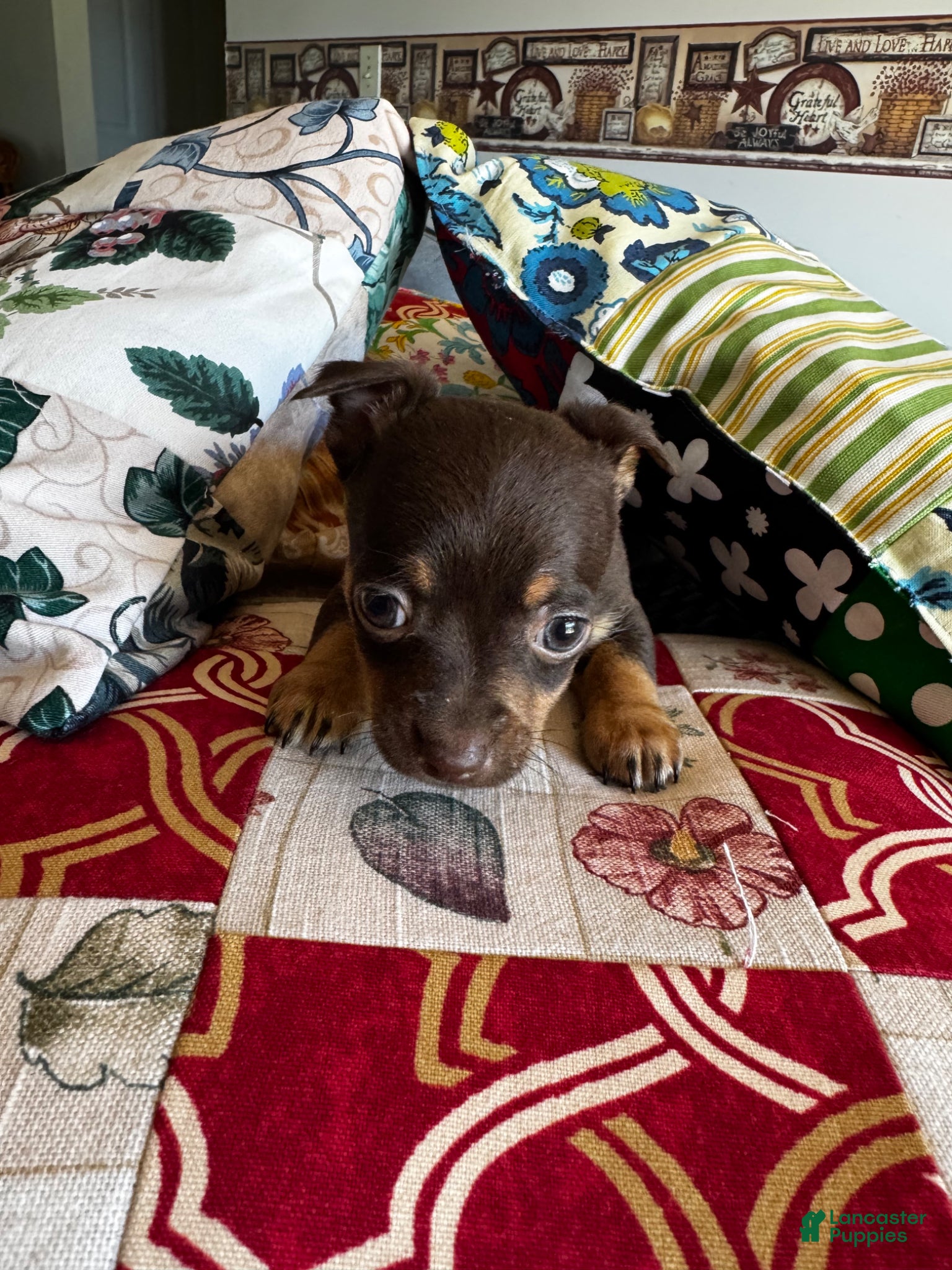 Chihuahua dogs for sale: Chihuahua Puppy 1 - Ad 2