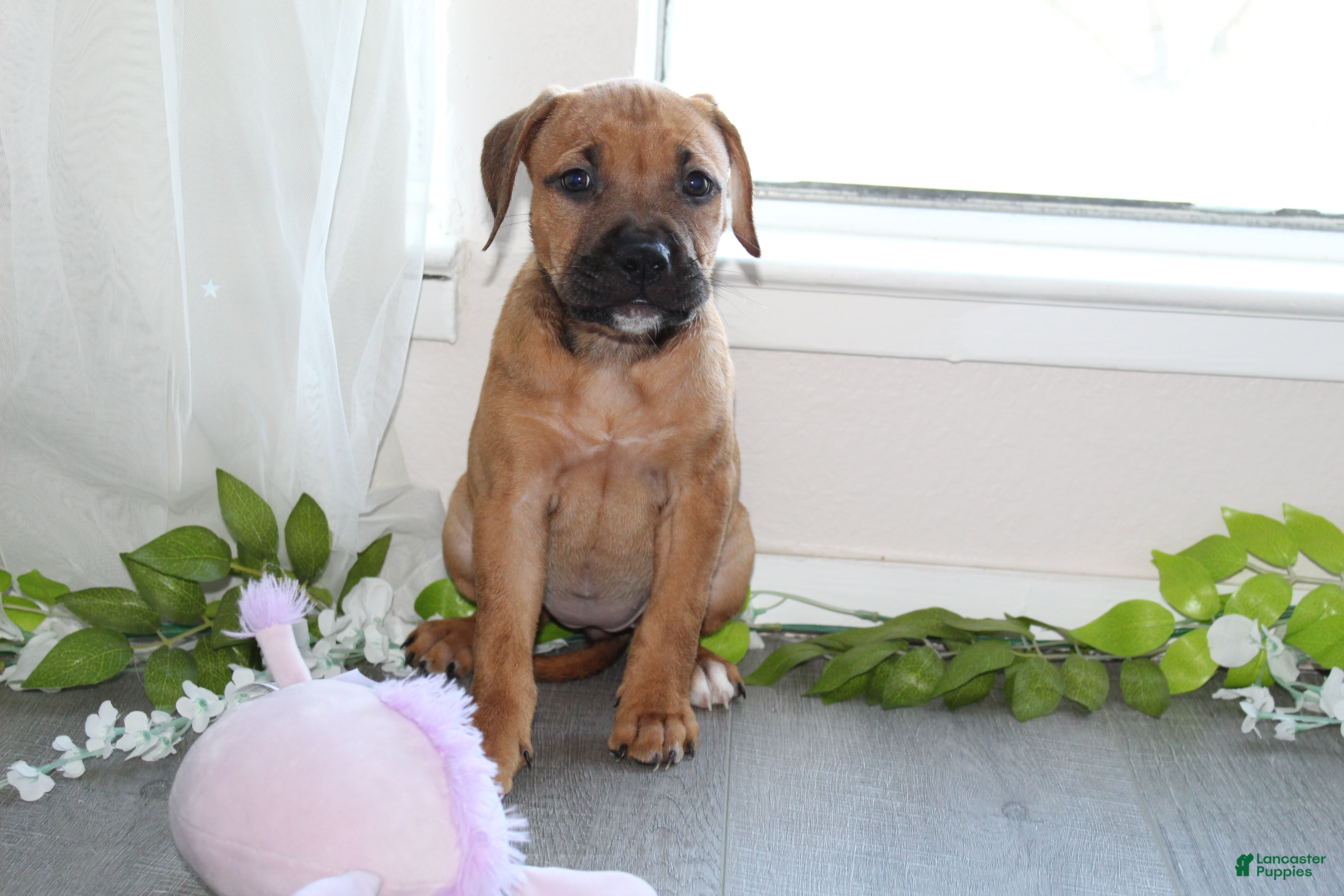American Bully dogs American Bully 4 - Ad 28