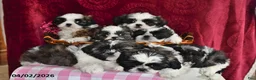 Shih Tzu dogs for sale: Alexis - Ad 5