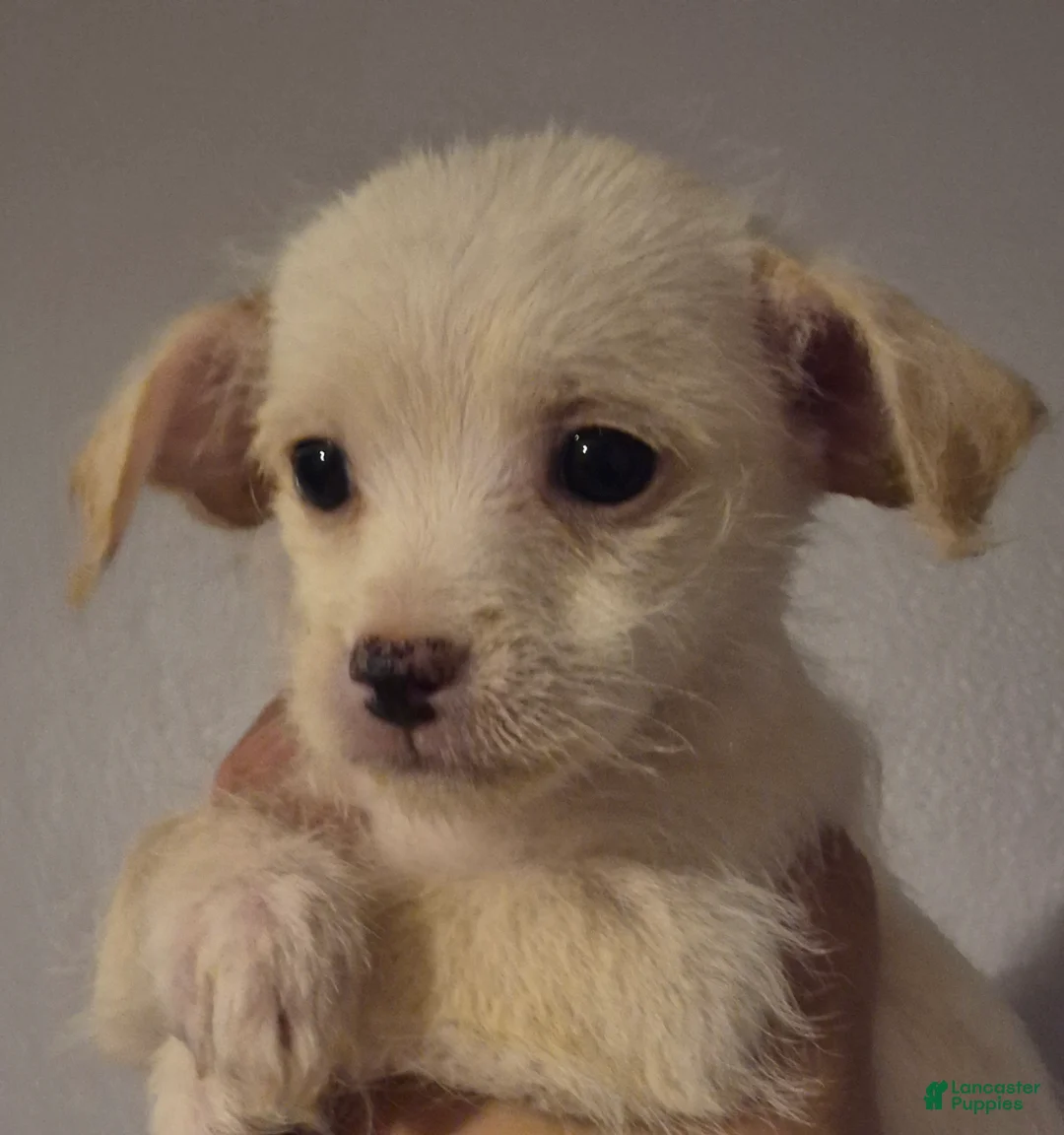 Chipoo dogs for sale:  Puppy 1 - Ad 9