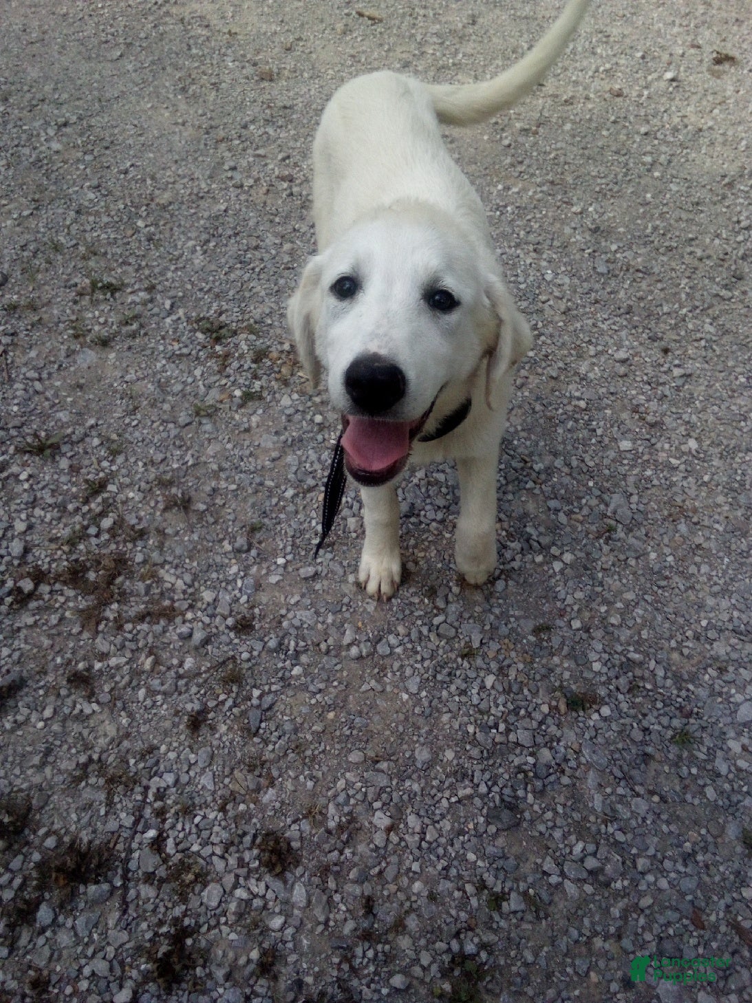 Mixed Breed dogs Petunia - Ad 22