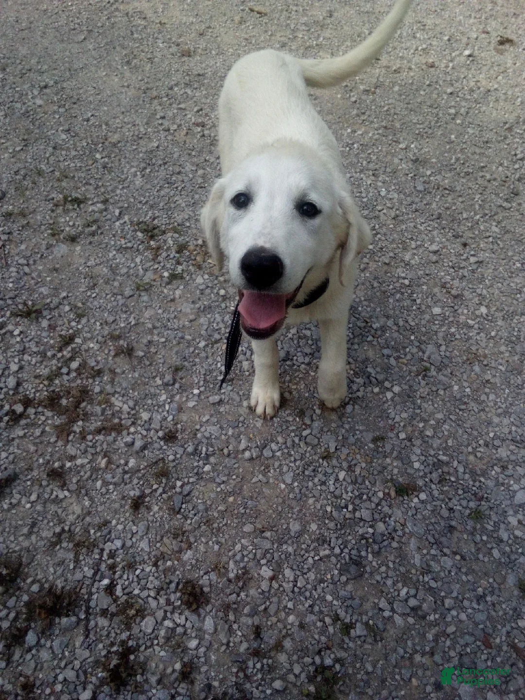 Mixed Breed dogs for sale: Petunia - Ad 1
