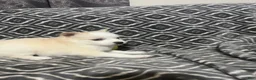 Pomsky dogs for sale: Honey  - Ad 2