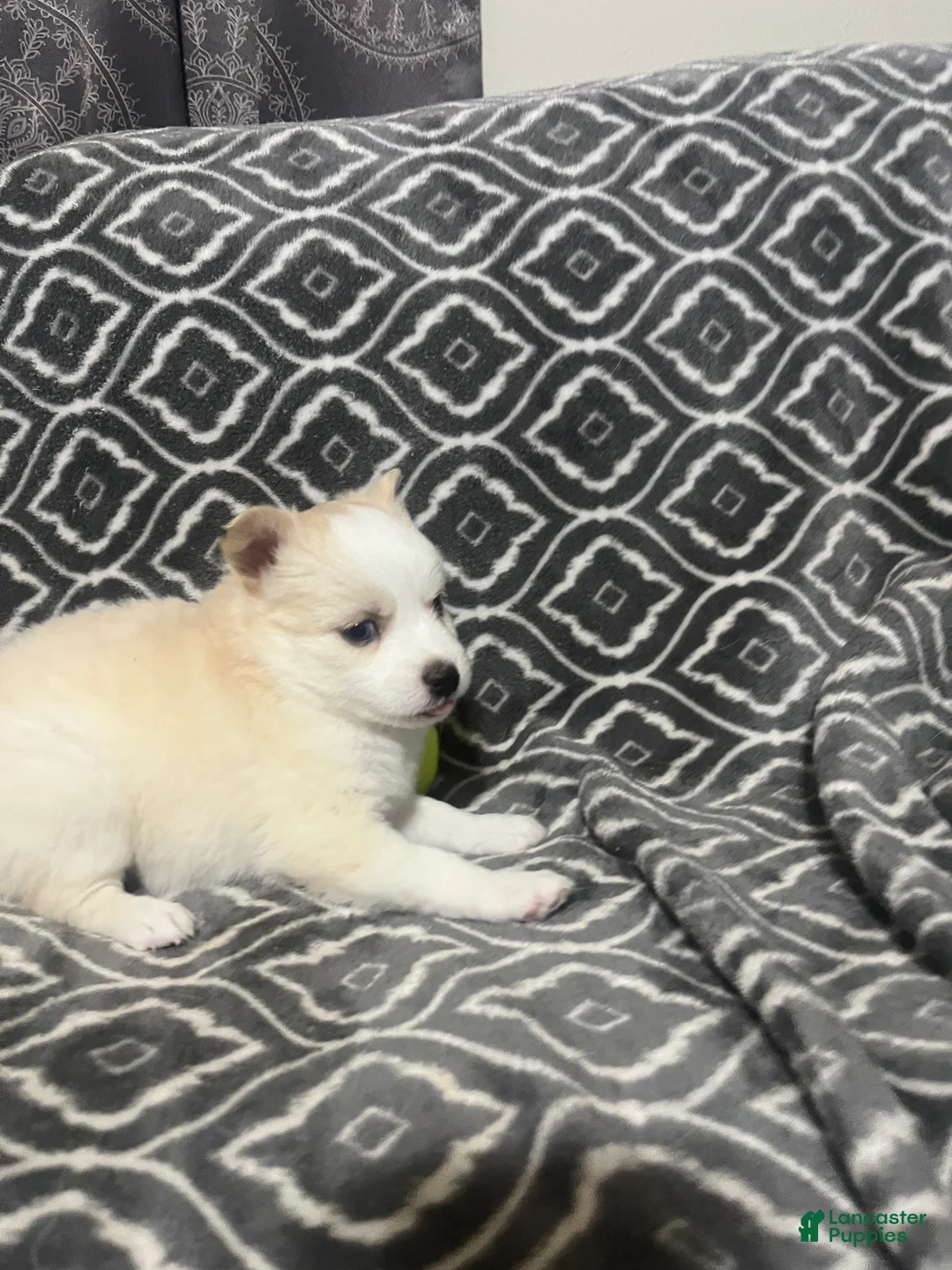 Pomsky dogs for sale: Honey  - Ad 2