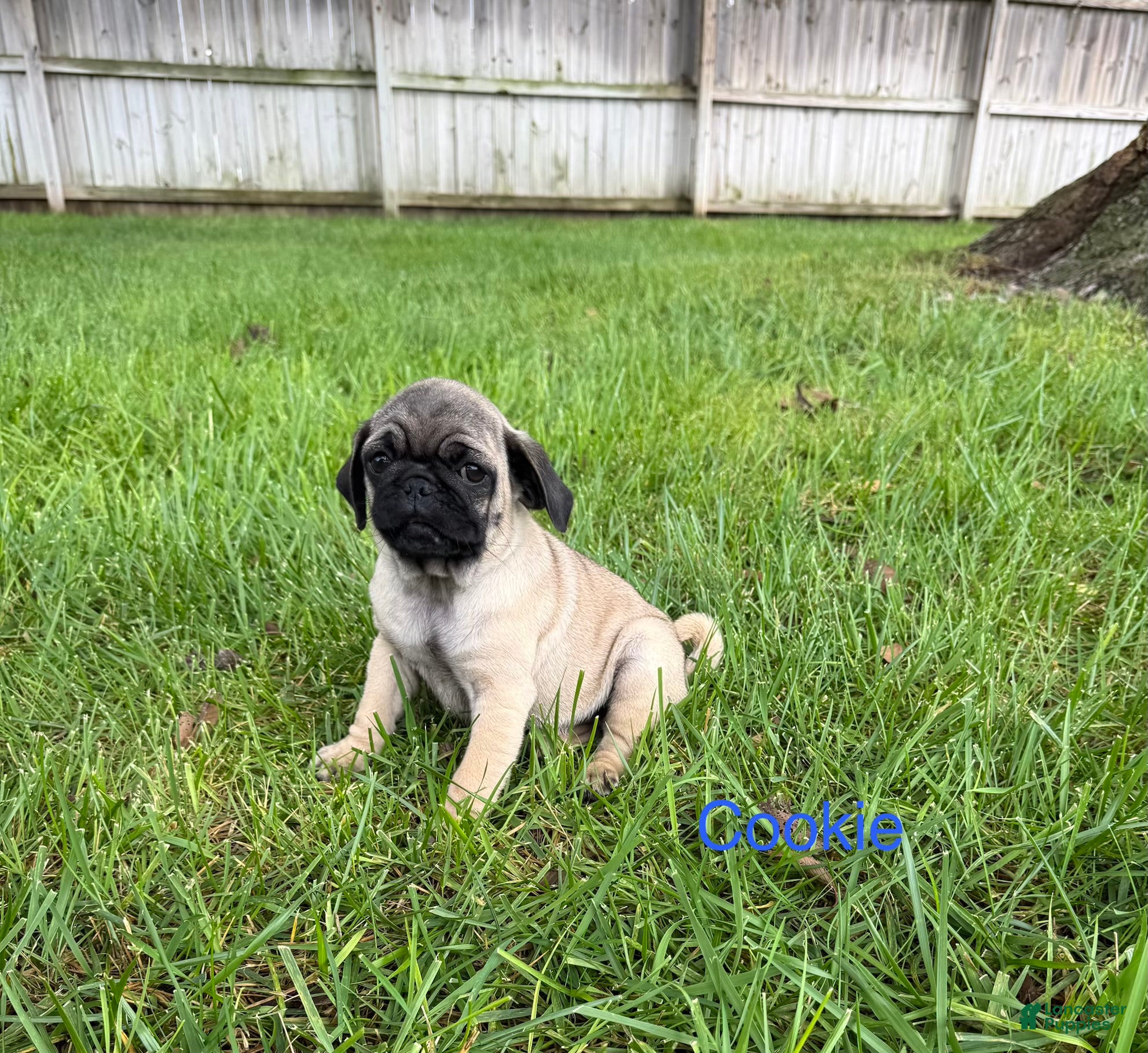 Pug dogs for sale: AKC, Cookie - Ad 2