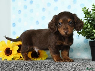 Miniature Dachshund dogs - Ad 35