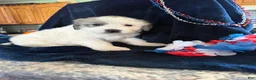 Great Pyrenees dogs for sale: Star - Ad 1