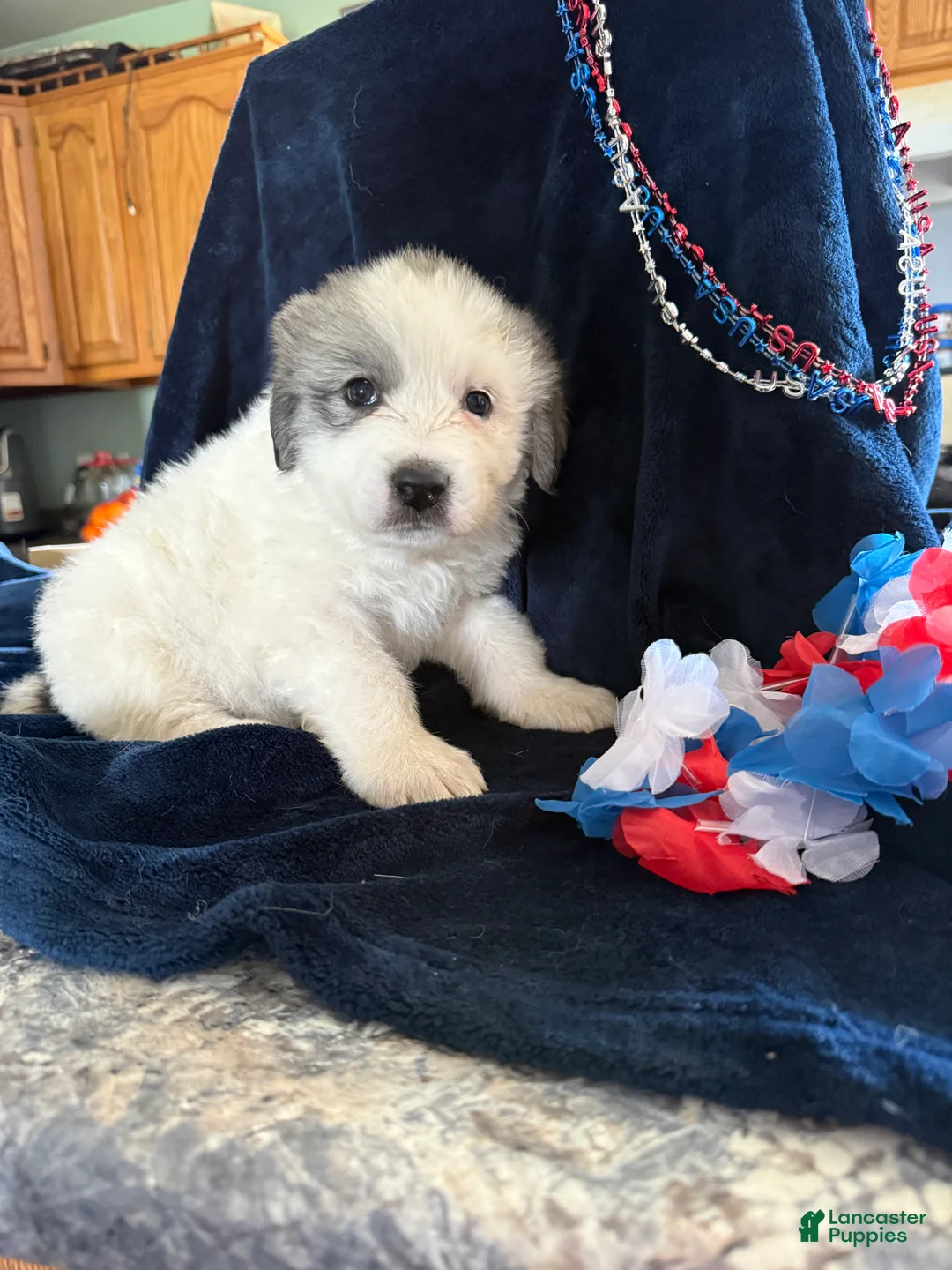 Great Pyrenees dogs for sale: Star - Ad 1