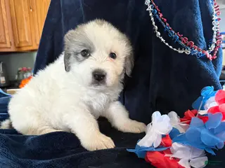 Great Pyrenees dogs Star - Ad 25