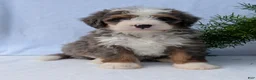 Mini Bernedoodle dogs for sale: Mini Bodie  - Ad 13