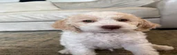 Mini Goldendoodle dogs for sale: Hercules - Ad 7