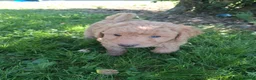 Mixed Breed dogs for sale: Jasper - Ad 8