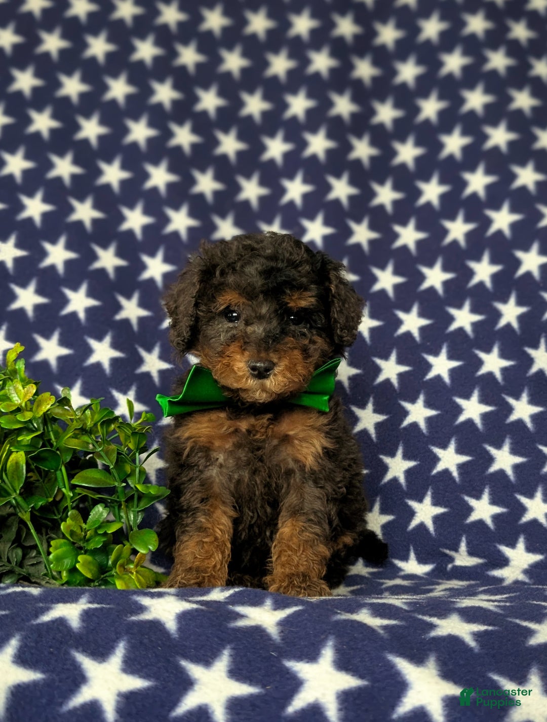 Miniature Poodle dogs for sale: Wilson - Ad 3