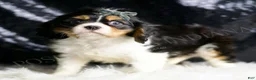 Cavalier King Charles Spaniel dogs for sale: Rusty - Ad 4