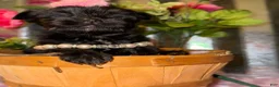 Yorkshire Terrier dogs for sale: Yorkshire Terrier Puppy 4 - Ad 4