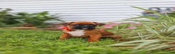 Boxer dogs for sale: Rascal - Ad 15