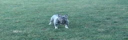 French Bulldog dogs for sale: AKC Raina - Ad 5