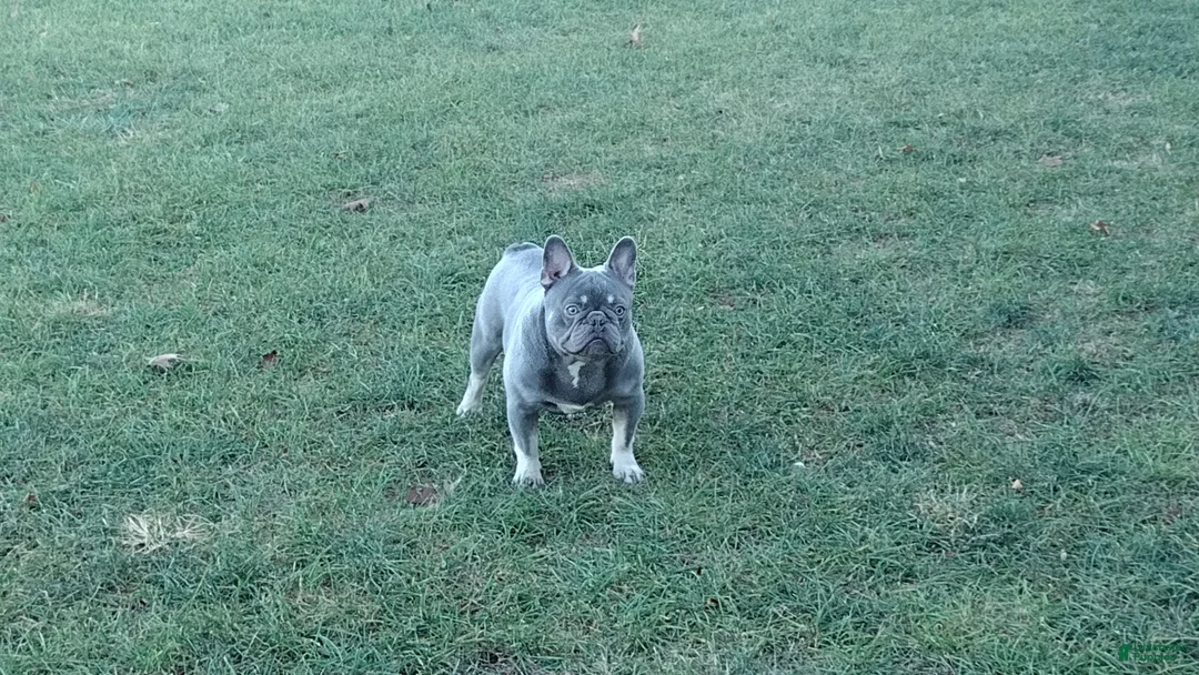 French Bulldog dogs for sale: AKC Raina - Ad 5