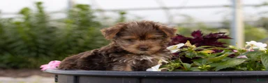 Yorkshire Terrier 2