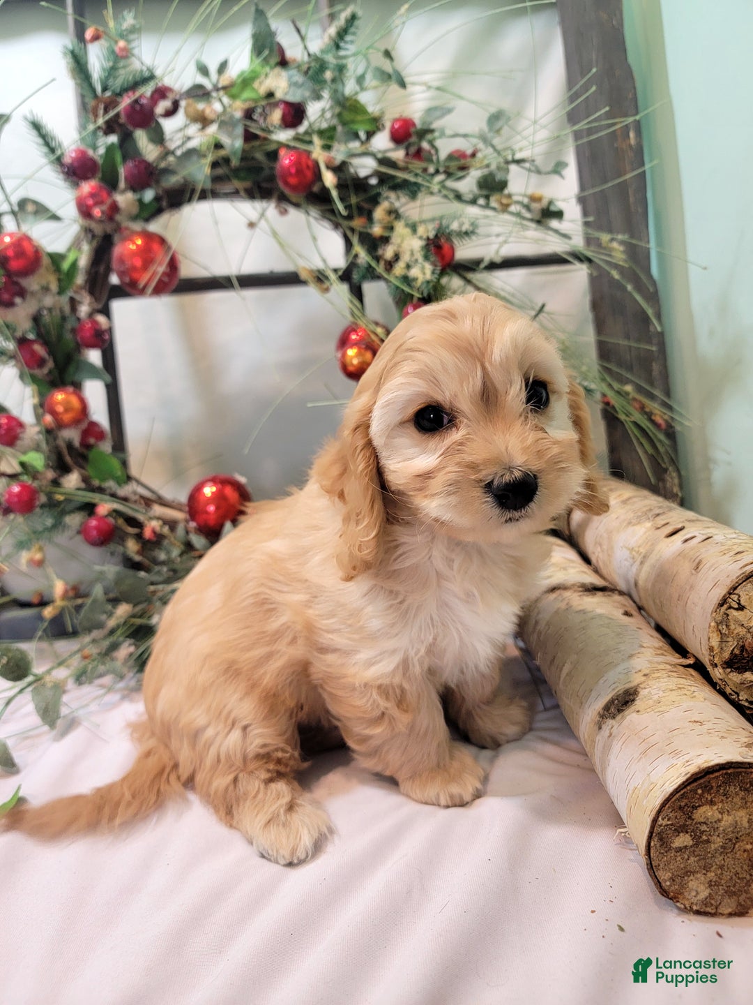 Cavachon dogs for sale: Snowball - Ad 25