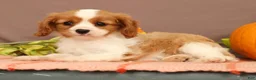 Cavalier King Charles Spaniel dogs for sale: Carmello - Ad 3