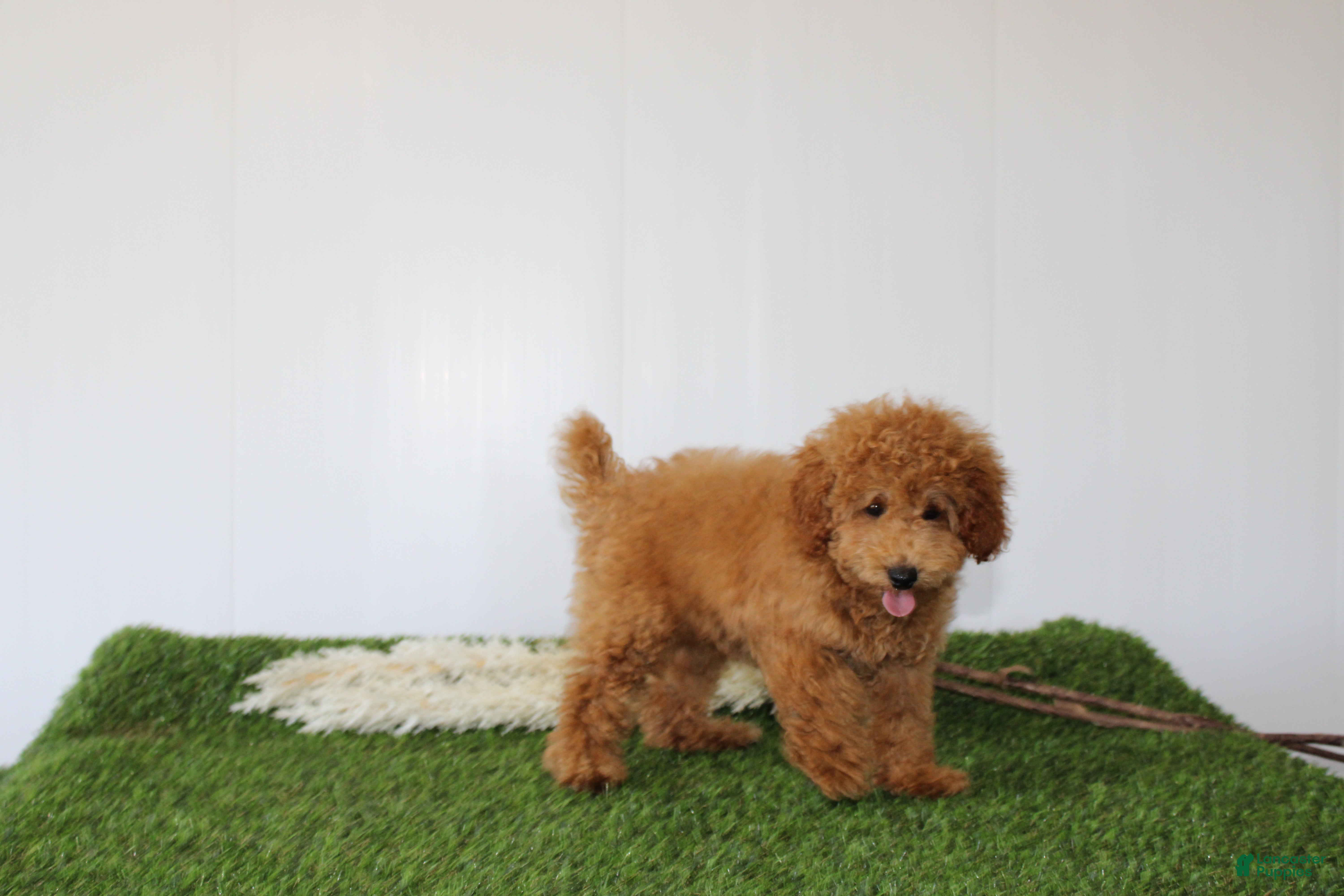 Toy Poodle dogs AKC Conner (tiny) - Ad 2