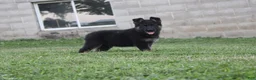 German Shepherd dogs for sale: Bear - Ad 3