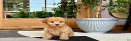Maltipoo dogs for sale: Joy  - Ad 6