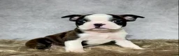 Boston Terrier dogs for sale: Mr. Jax - Ad 4