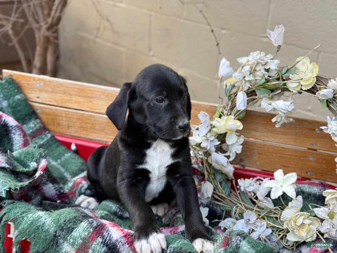 Mixed Breed dogs for sale: Ruffles - Ad 3