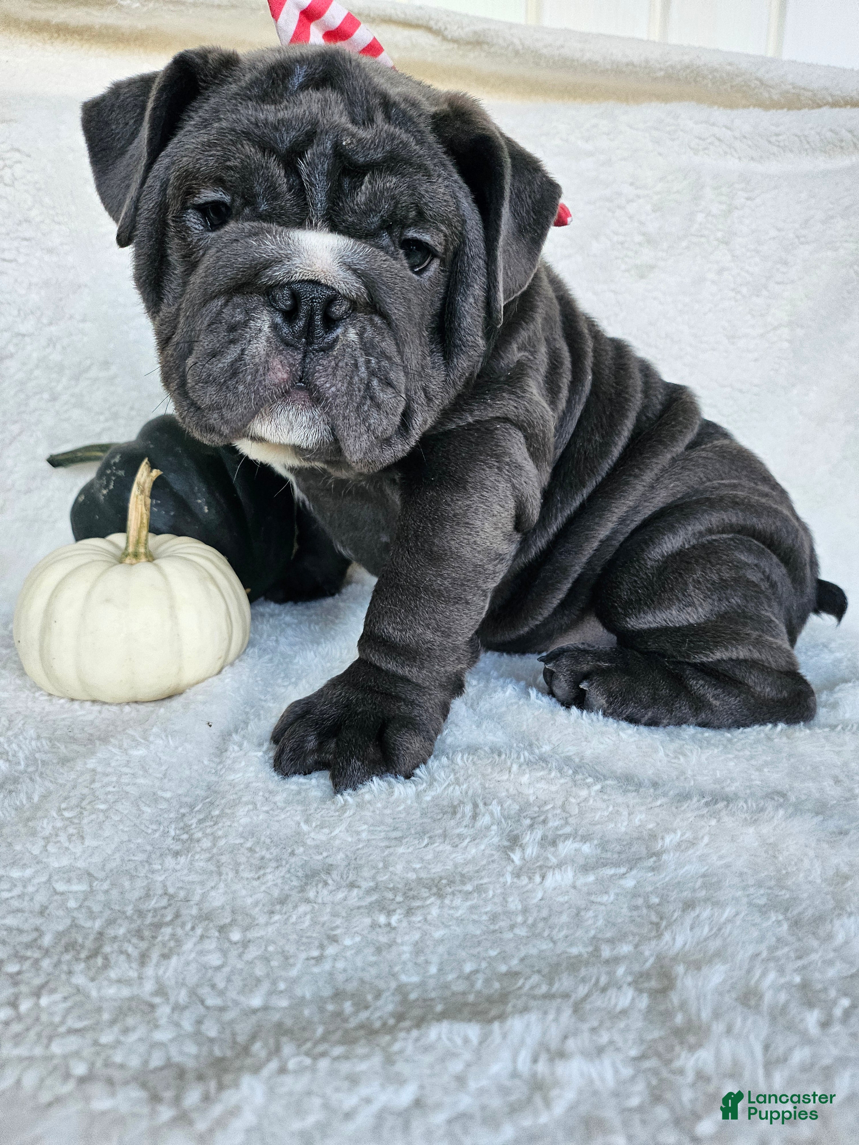 English Bulldog dogs for sale: Aurora - Ad 1