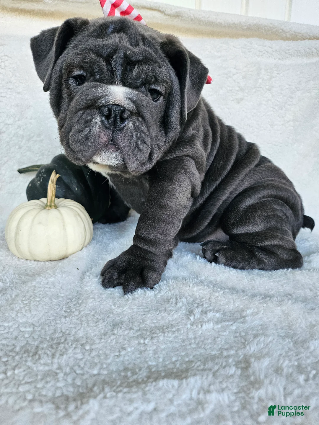 English Bulldog dogs for sale: Aurora - Ad 1