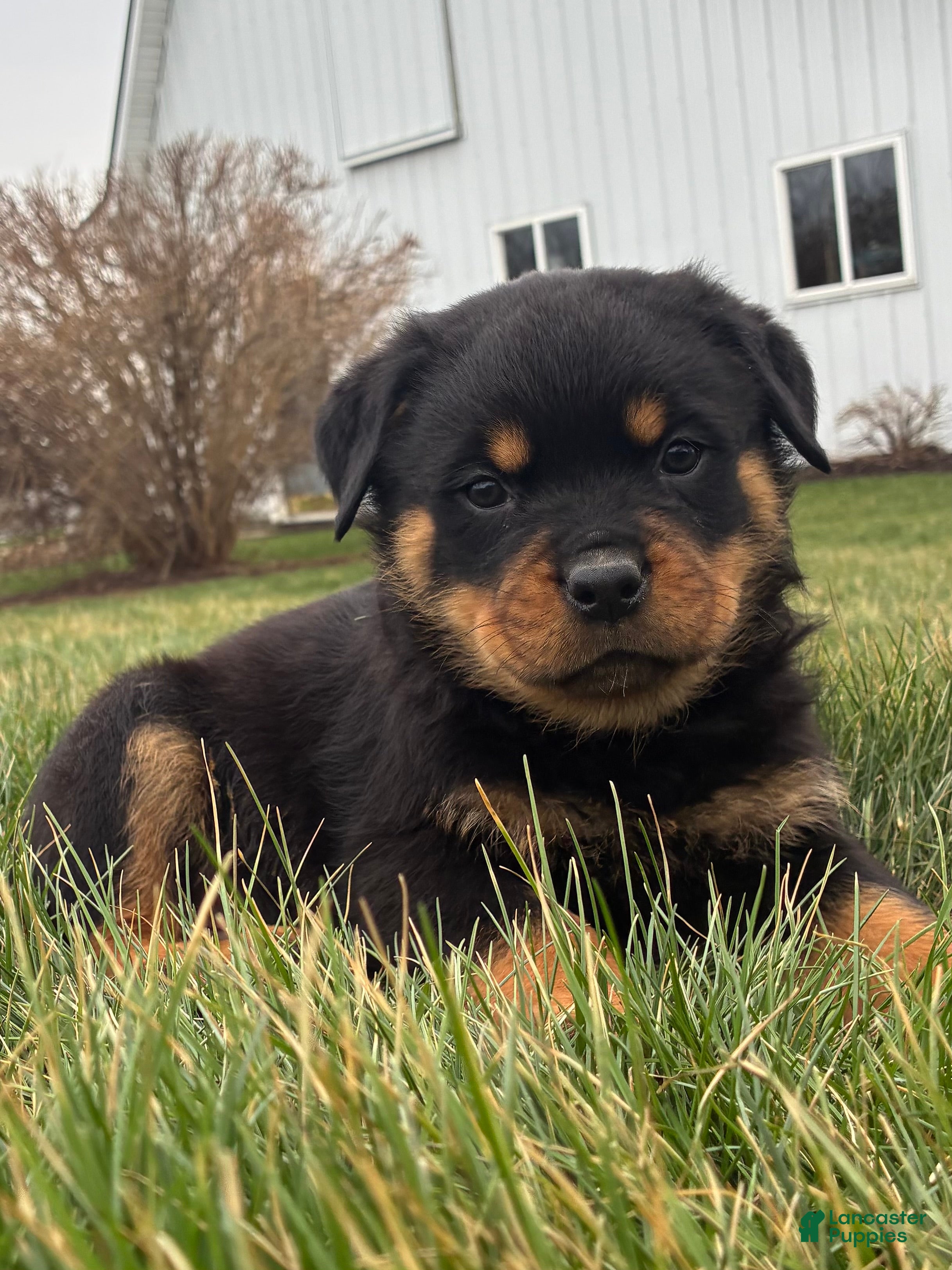 Rottweiler dogs Boomer - Ad 1