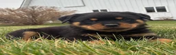 Rottweiler dogs for sale: Boomer - Ad 1